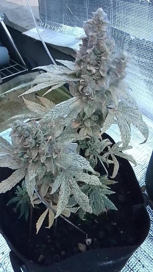 Royal Domina Feminized