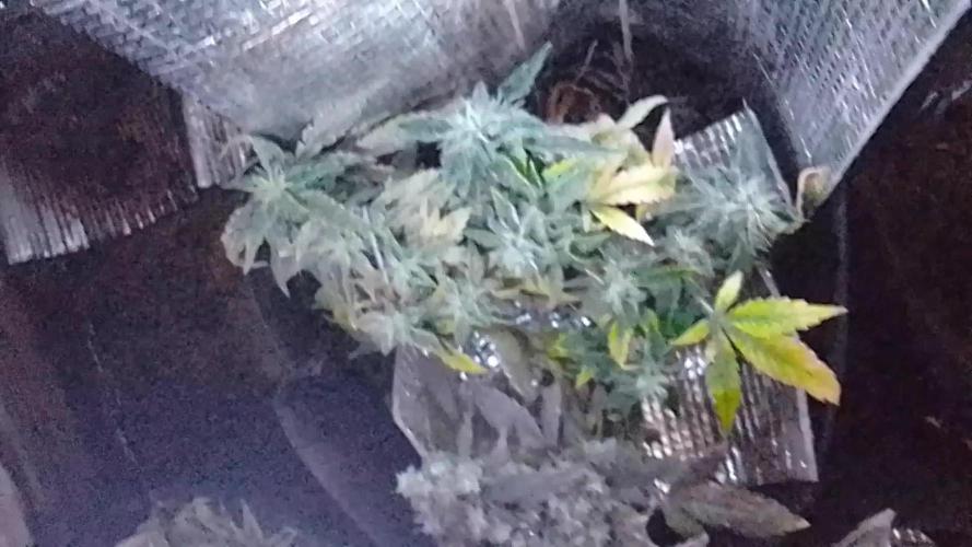 Mendo Breath Feminized 4/20 pcs