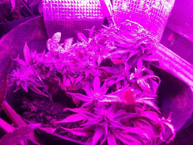 Mendo Breath Feminized 4/20 pcs. Week 12