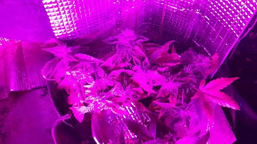 Mendo Breath Feminized 4/20 pcs