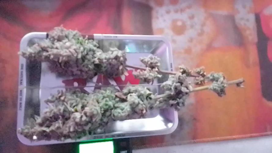 Royal Domina Feminized