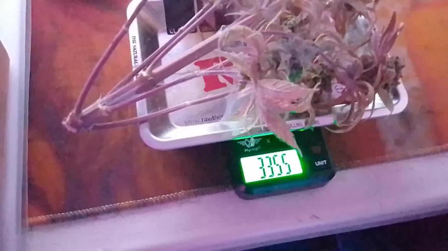 Royal Domina Fem 28gr