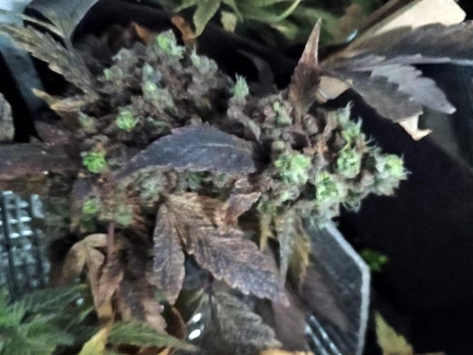 Poison Envy fem III. Week 11