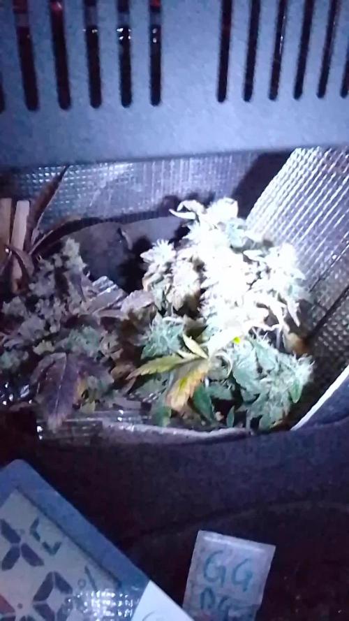 Mendo Breath Fem x4