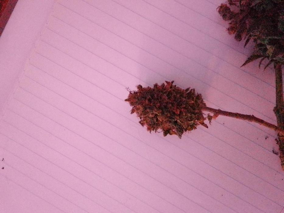 SeeDs in baG of CBD. Week 8