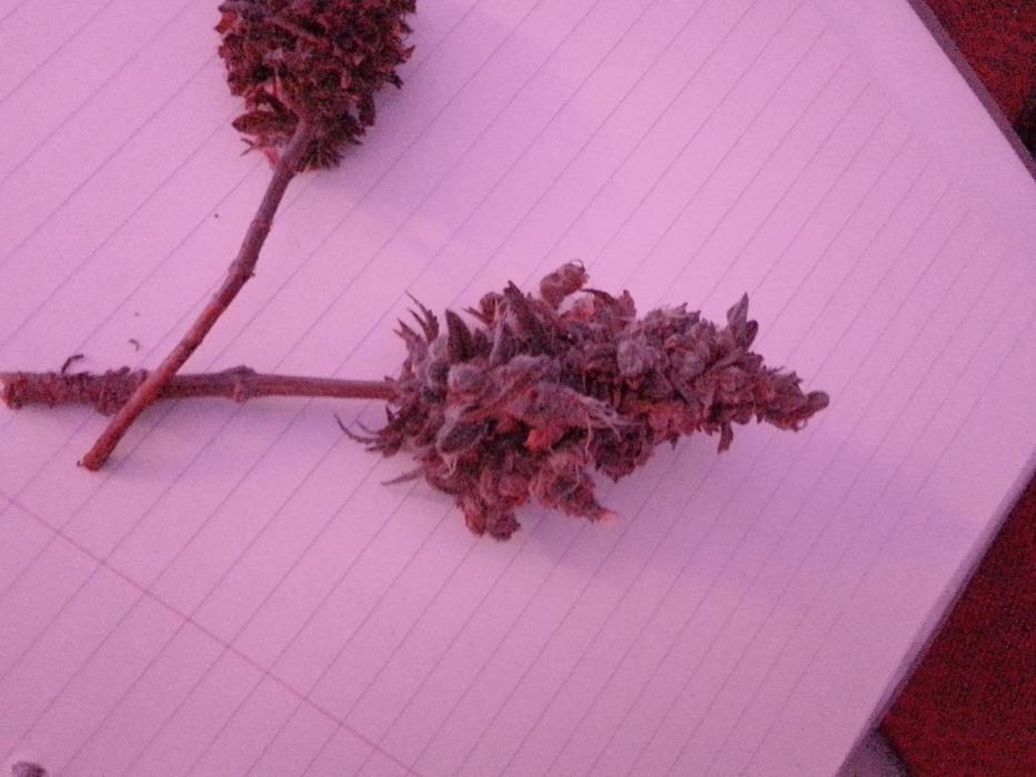 Mini GG Auto. Week 15