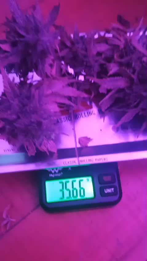 Mendo Breath Fem x4