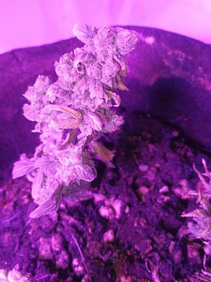 Mini Divine Rapier Auto. Week 21