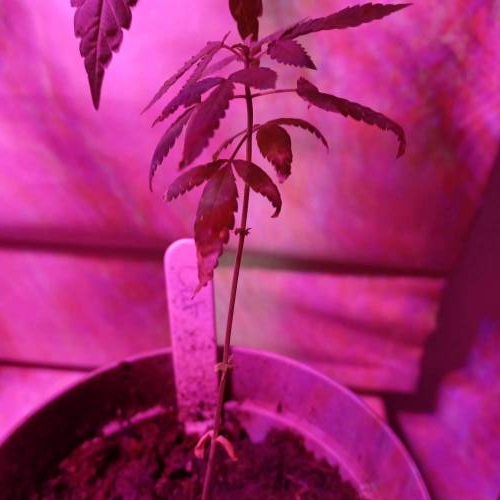 Critical. Week 9