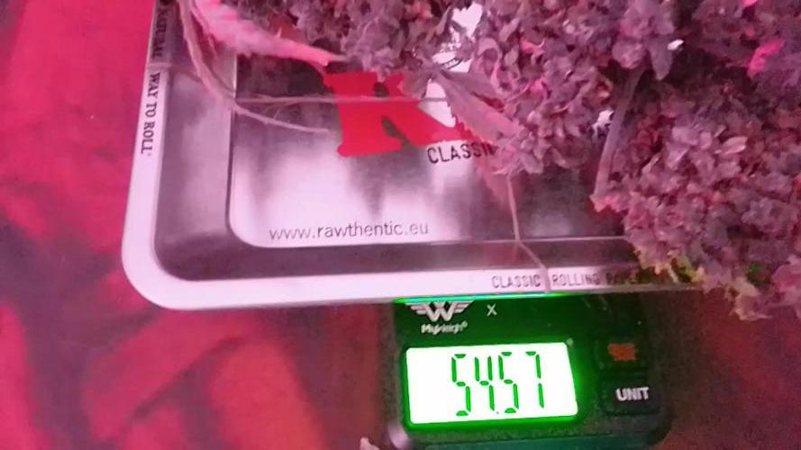 CBD 20:1 Auto III