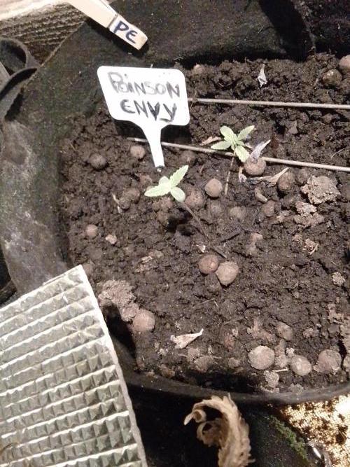 Poison Envy fem III. Week 0