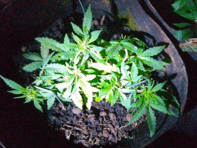 Mendo Breath Feminized 4/20 pcs. Week 9