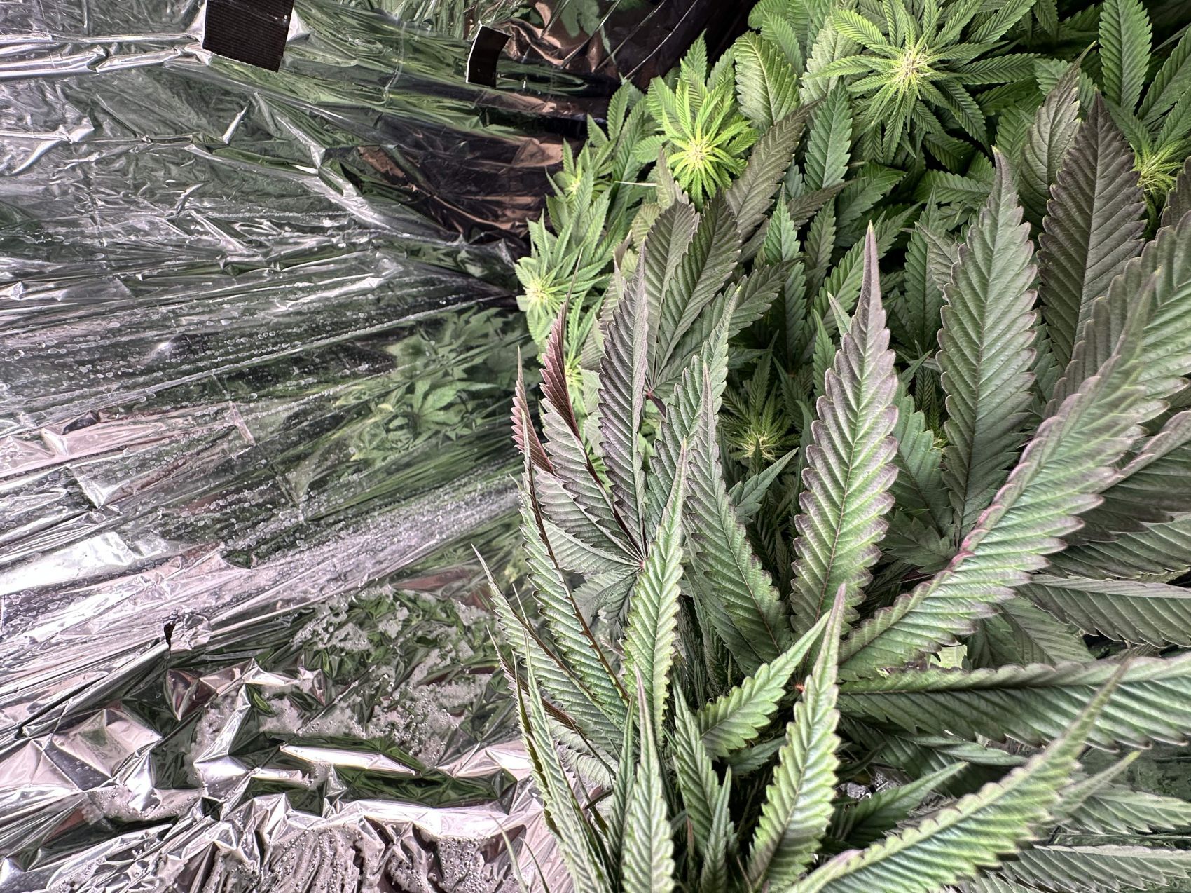 Fade or dificiency? grow question by Chr0nus - GrowDiaries