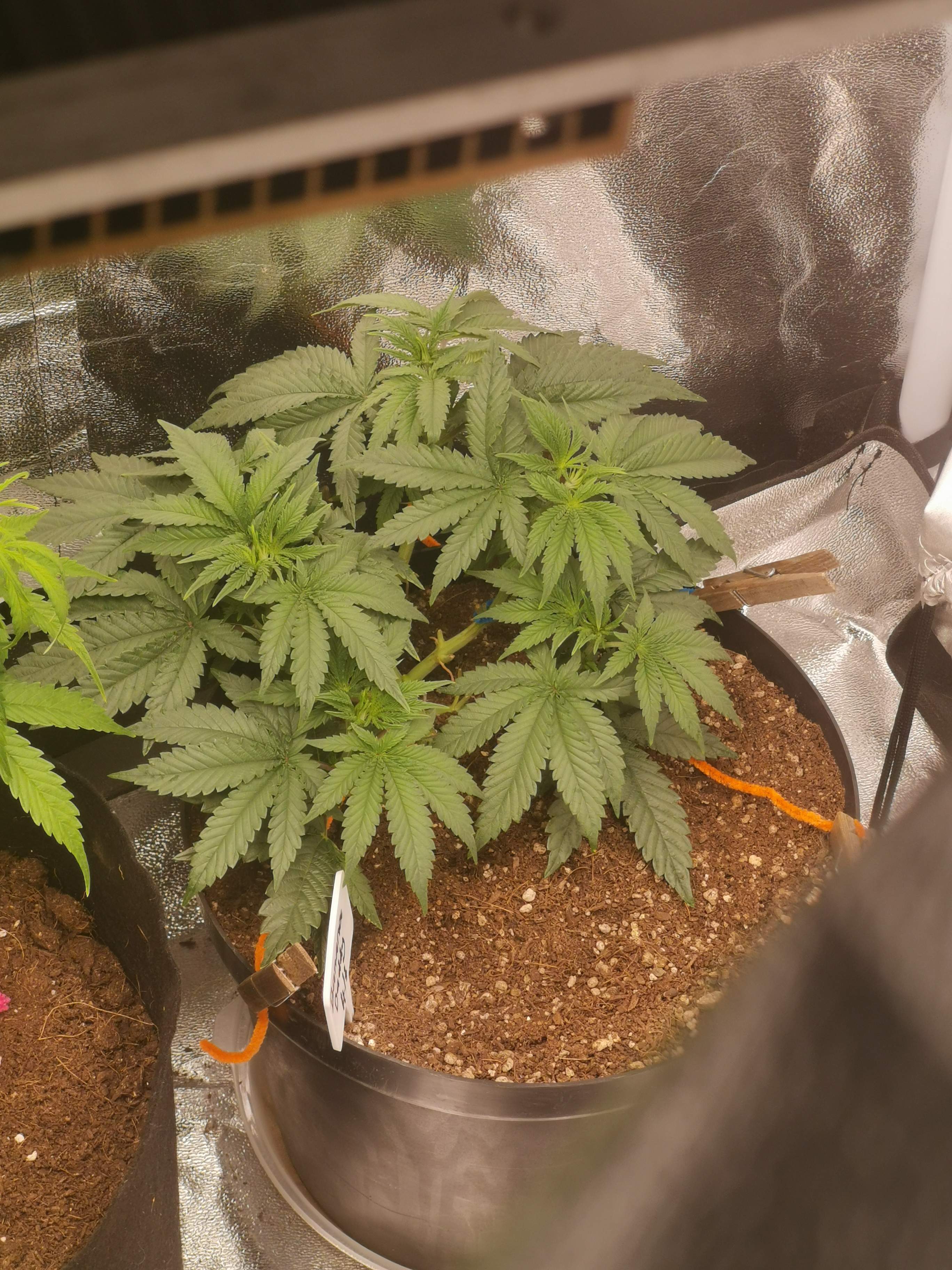 ETHOS Banana Daddy R1 grow diary (journal) week7 by BudsZA