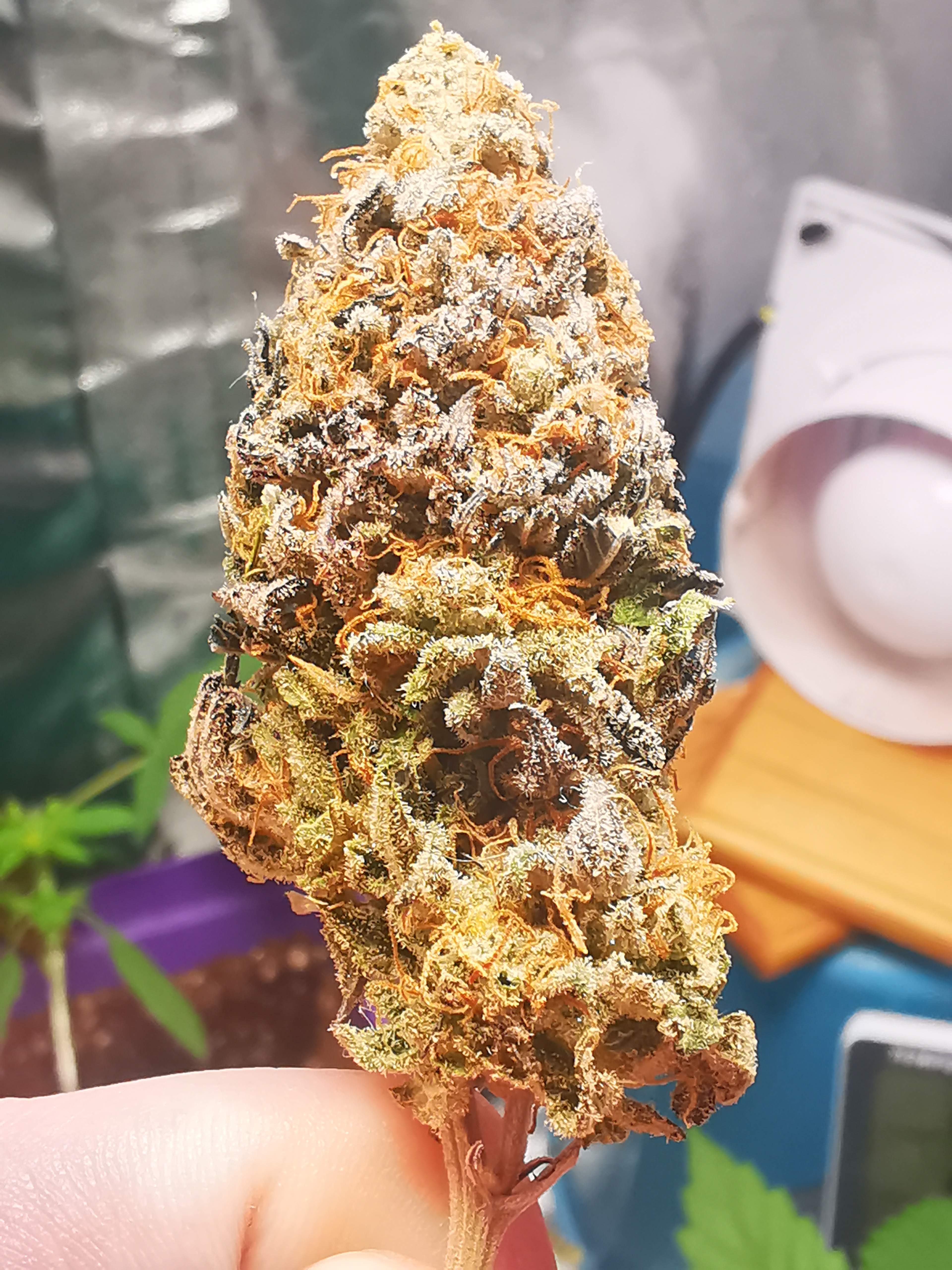 ETHOS Banana Daddy R1 grow diary (journal) harvest20 by