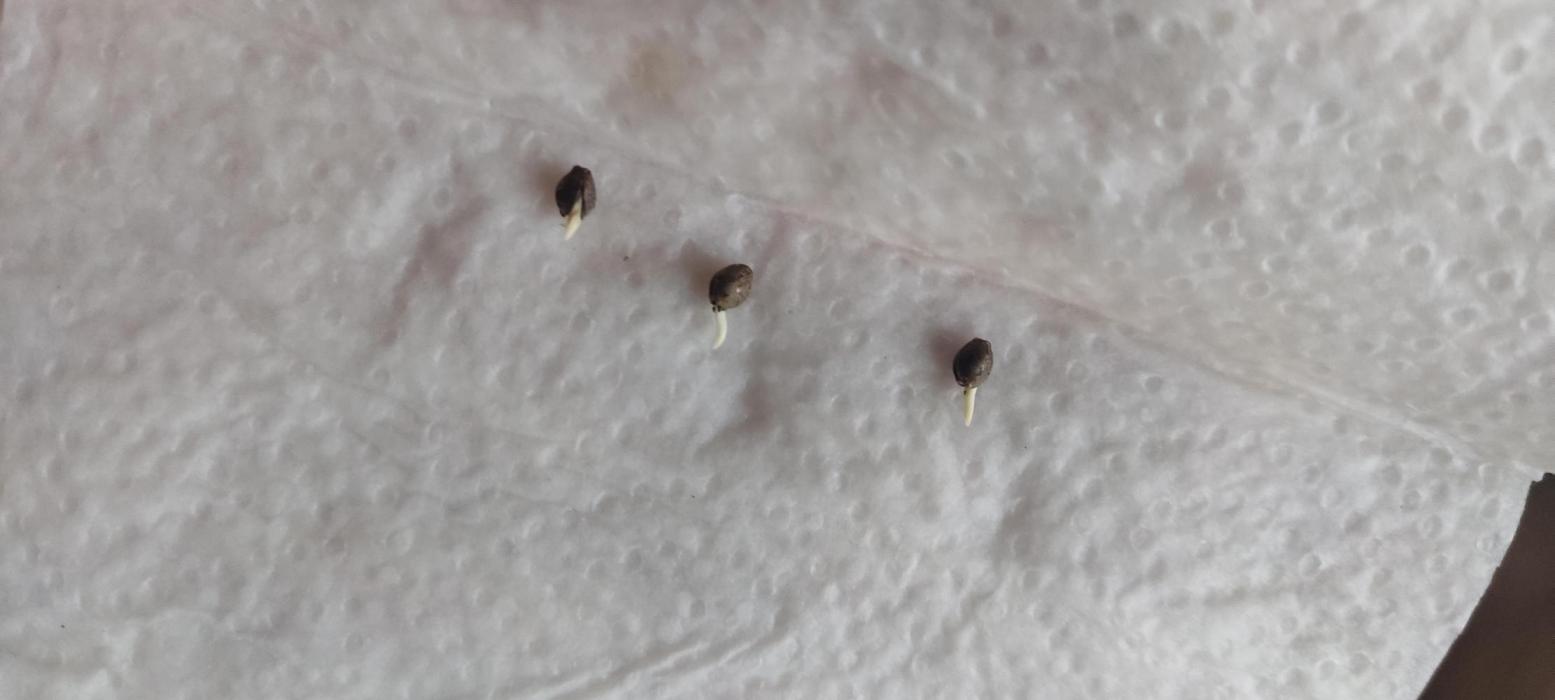 Mango Thai Sativa x Gelato. Week 0 - After 60hours wet