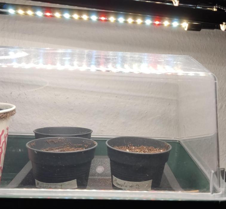 Mango Thai Sativa x Gelato. Week 1 - under 24h Light and high humidity