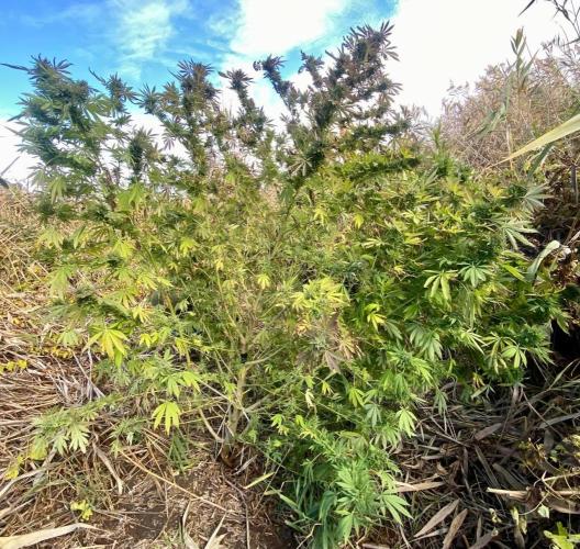 Out '25. Afghan landrace (II). Week 27 - #9