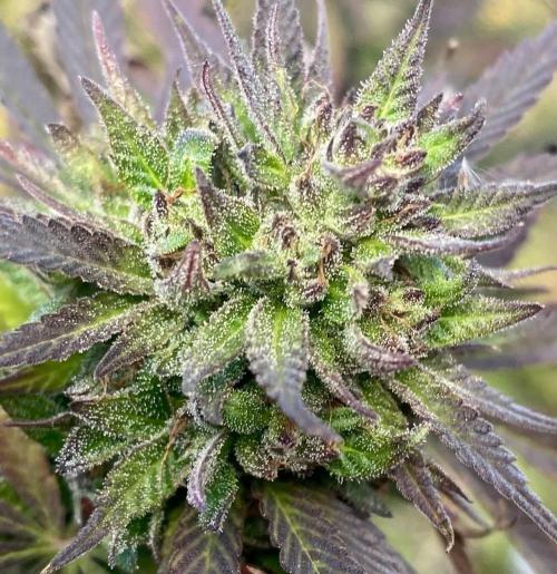 Out '25. Afghan landrace (II). Week 27 - #9