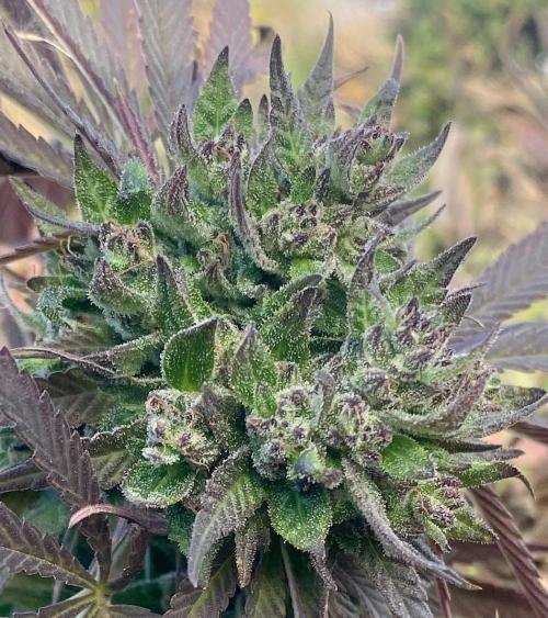 Out '25. Afghan landrace (II). Week 27 - #9