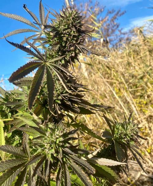 Out '25. Afghan landrace (II). Week 27 - #9