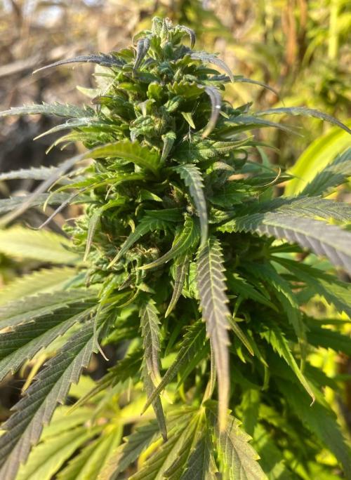 Out '25. Afghan landrace (I). Week 29 - #14