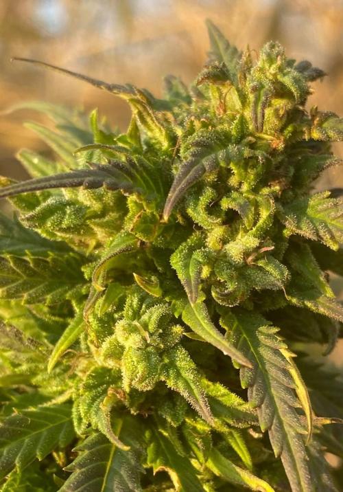 Out '25. Afghan landrace (I). Week 29 - #14