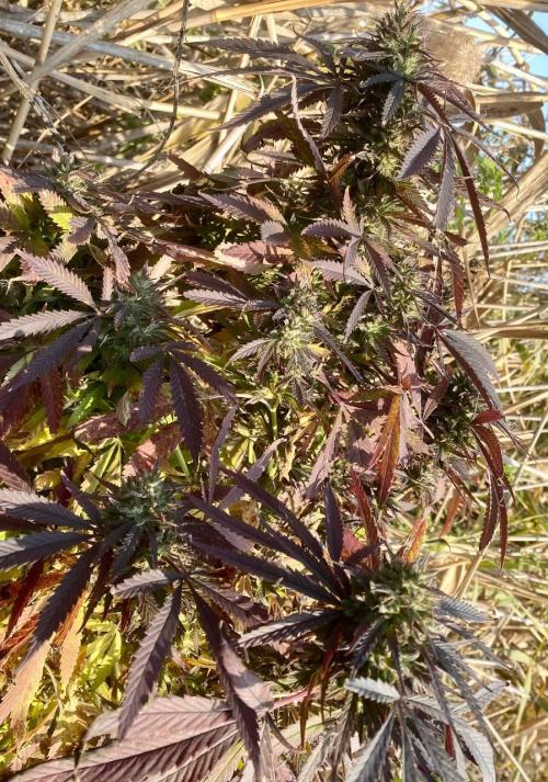 Out '25. Afghan landrace (I). Week 29 - #15