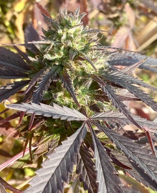 Out '25. Afghan landrace (I). Week 29 - #15