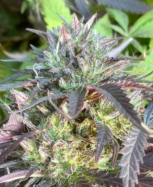 Out '25. Afghan landrace (I). Week 29 - #15