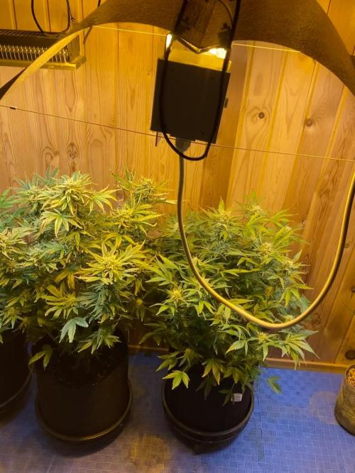 Jealousy Z XL Auto Sweetseeds