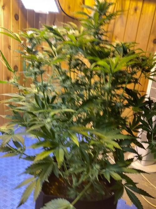 Jealousy Z XL Auto Sweetseeds