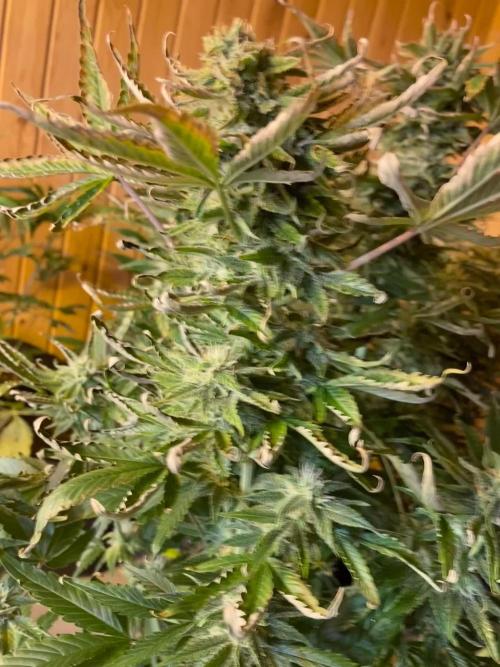 Jealousy Z XL Auto Sweetseeds