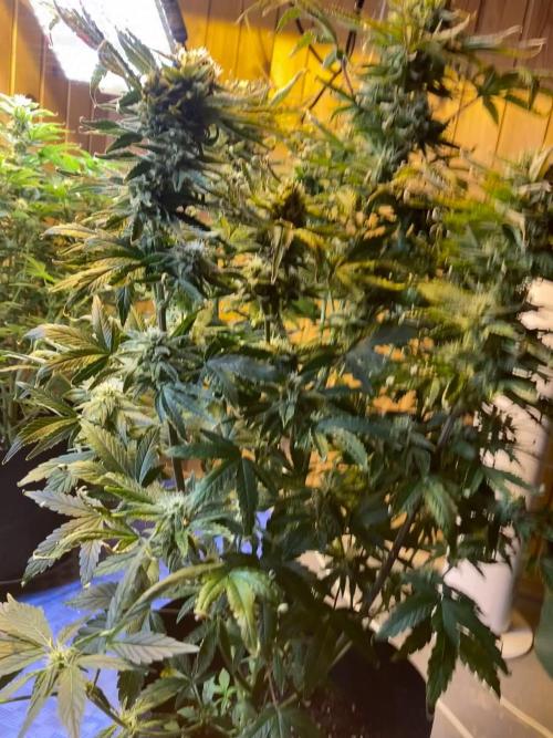 Jealousy Z XL Auto Sweetseeds