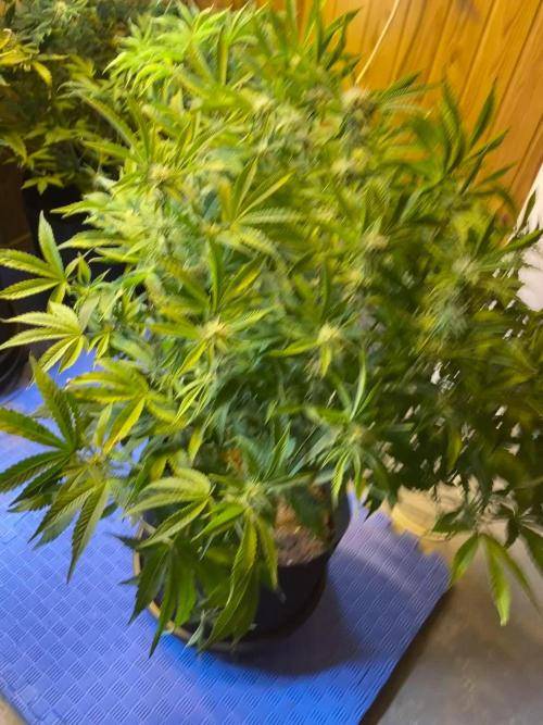 Jealousy Z XL Auto Sweetseeds