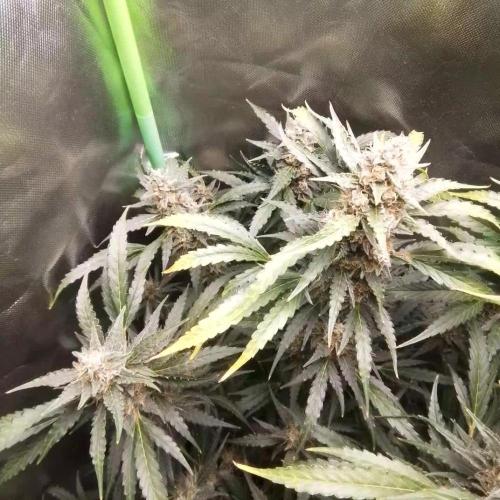 Gertrud von Zkittels