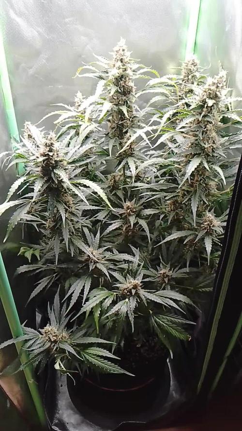 Gertrud von Zkittels