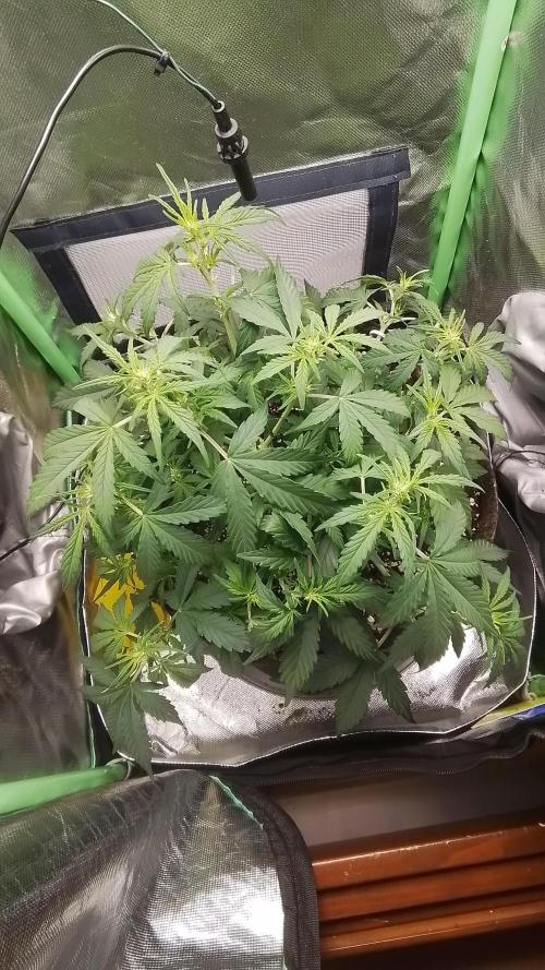 Amalia Kush. Week 5 - 3.Blüte Woche 
2.Tag 