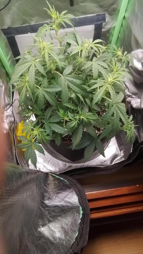 Amalia Kush. Week 5