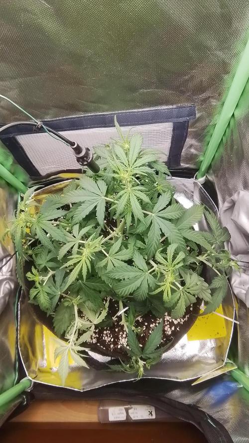Amalia Kush. Week 5