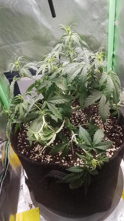 Amalia Kush. Week 5