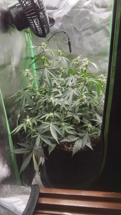 Amalia Kush. Week 6