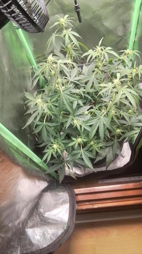 Amalia Kush. Week 6 - 4.Blüte Woche 
1.Tag 