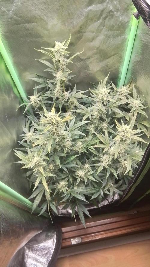 Amalia Kush. Week 8 - 6.Blüte Woche 
2.TAG 