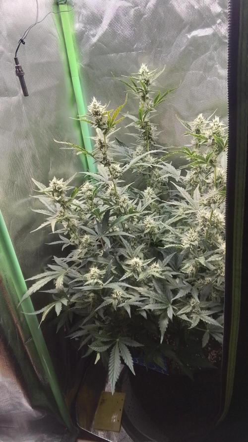 Amalia Kush. Week 8 - 6.Blüte Woche 
2.Tag 