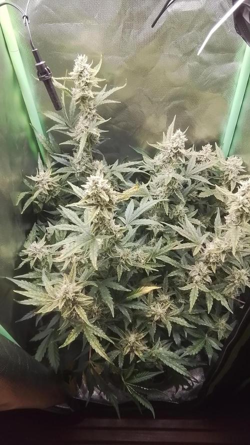 Amalia Kush. Week 9 - 7.Blüte Woche 
3.Tag 