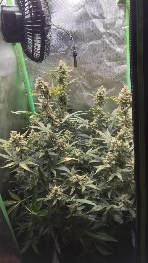 Amalia Kush. Week 9 - 7.Blüte Woche 
6.Tag 