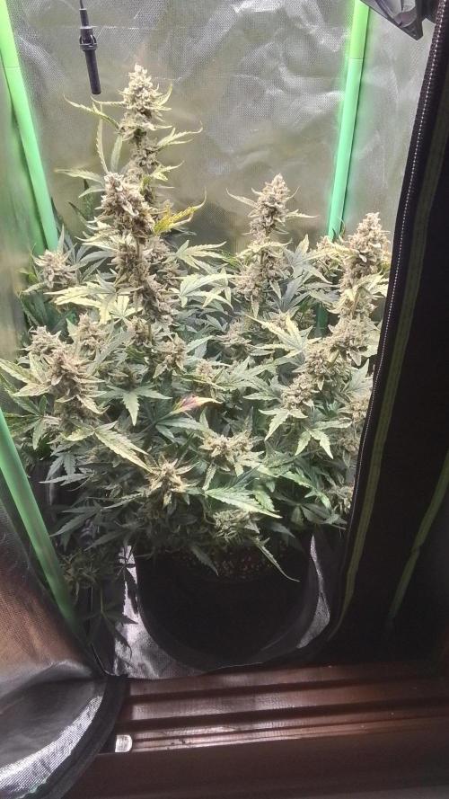 Amalia Kush. Week 11 - 9.woche Blüte 
1.Tag 