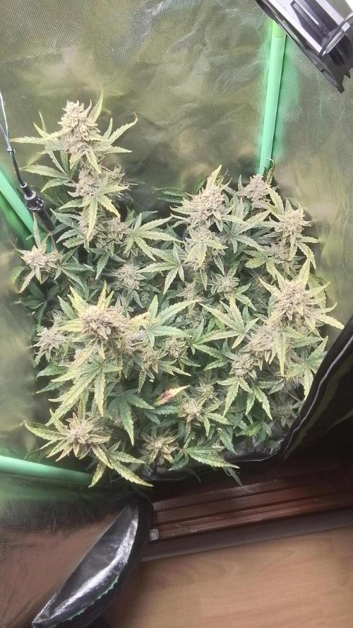 Amalia Kush. Week 11 - 9.woche Blüte 
1.Tag 