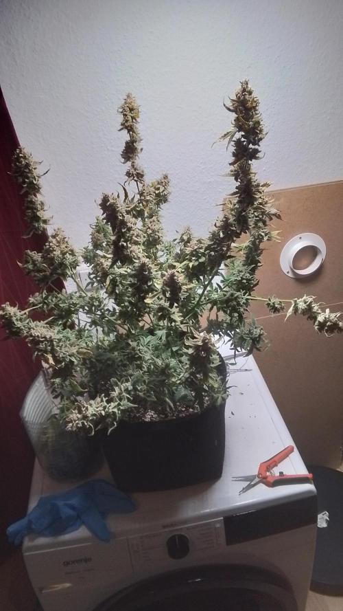 Amalia Kush. Week 13
